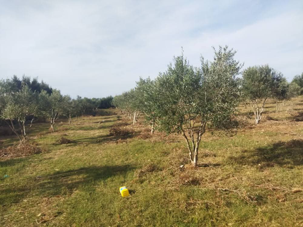 El Haouaria El Haouaria Terrain Terrain agricole Ferme bien quipes