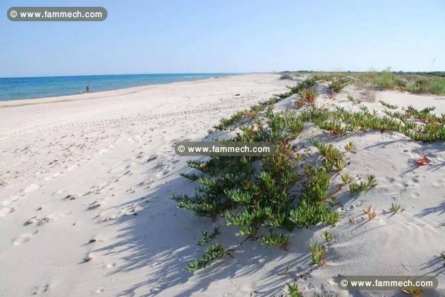 Menzel Temime Chatt Ezzouhour Terrain Terrain agricole Terrain  chatt ezzouhour