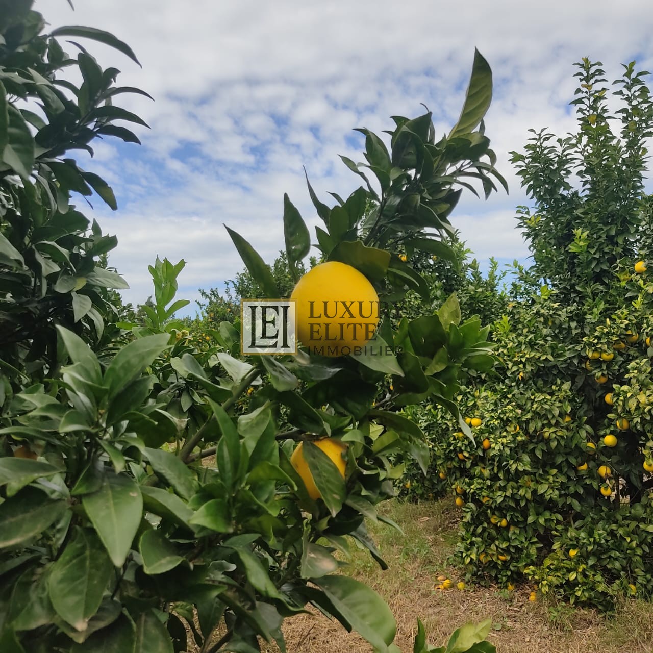 Takelsa Sidi Issa Terrain Terrain agricole Ferme titree 20 hect takelsa