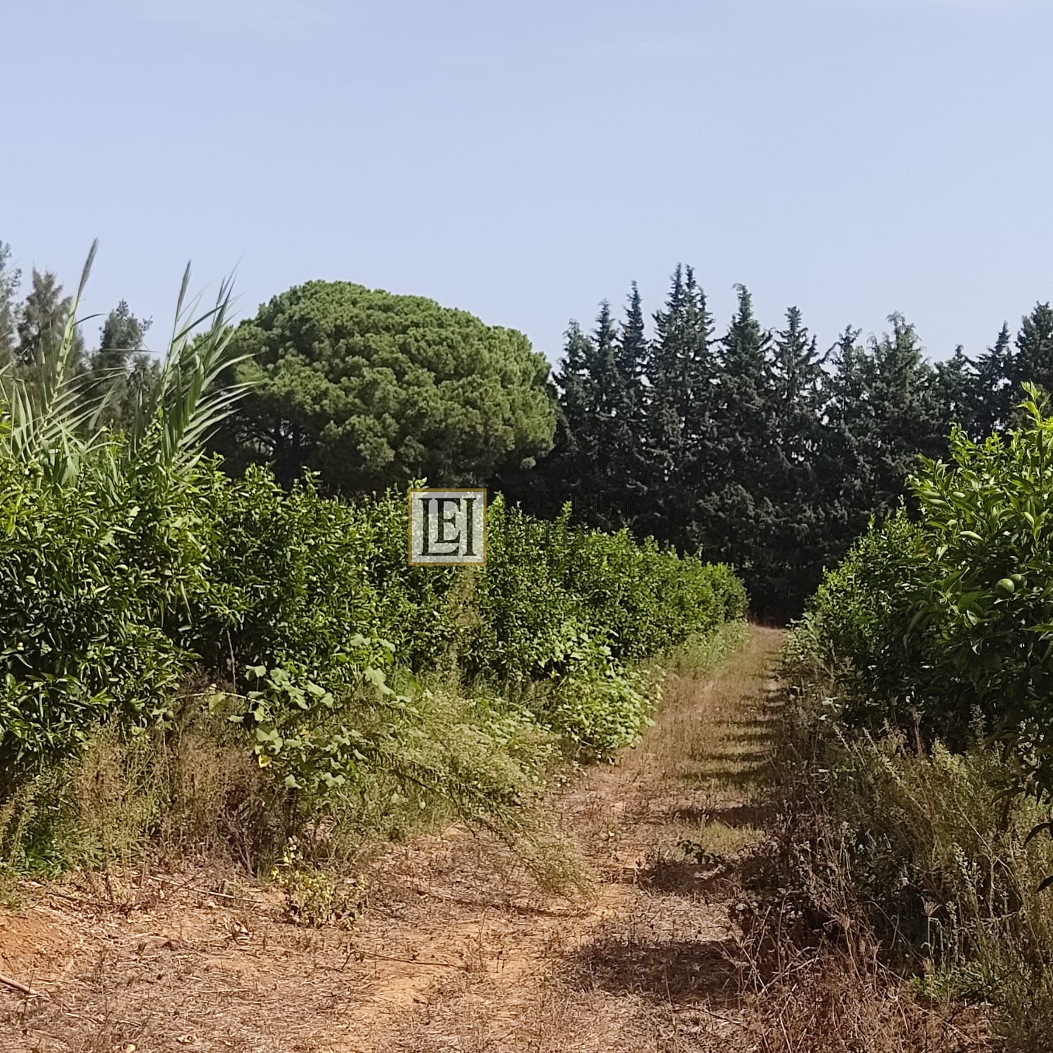 Takelsa Sidi Issa Terrain Terrain agricole Une belle ferme  takelsa