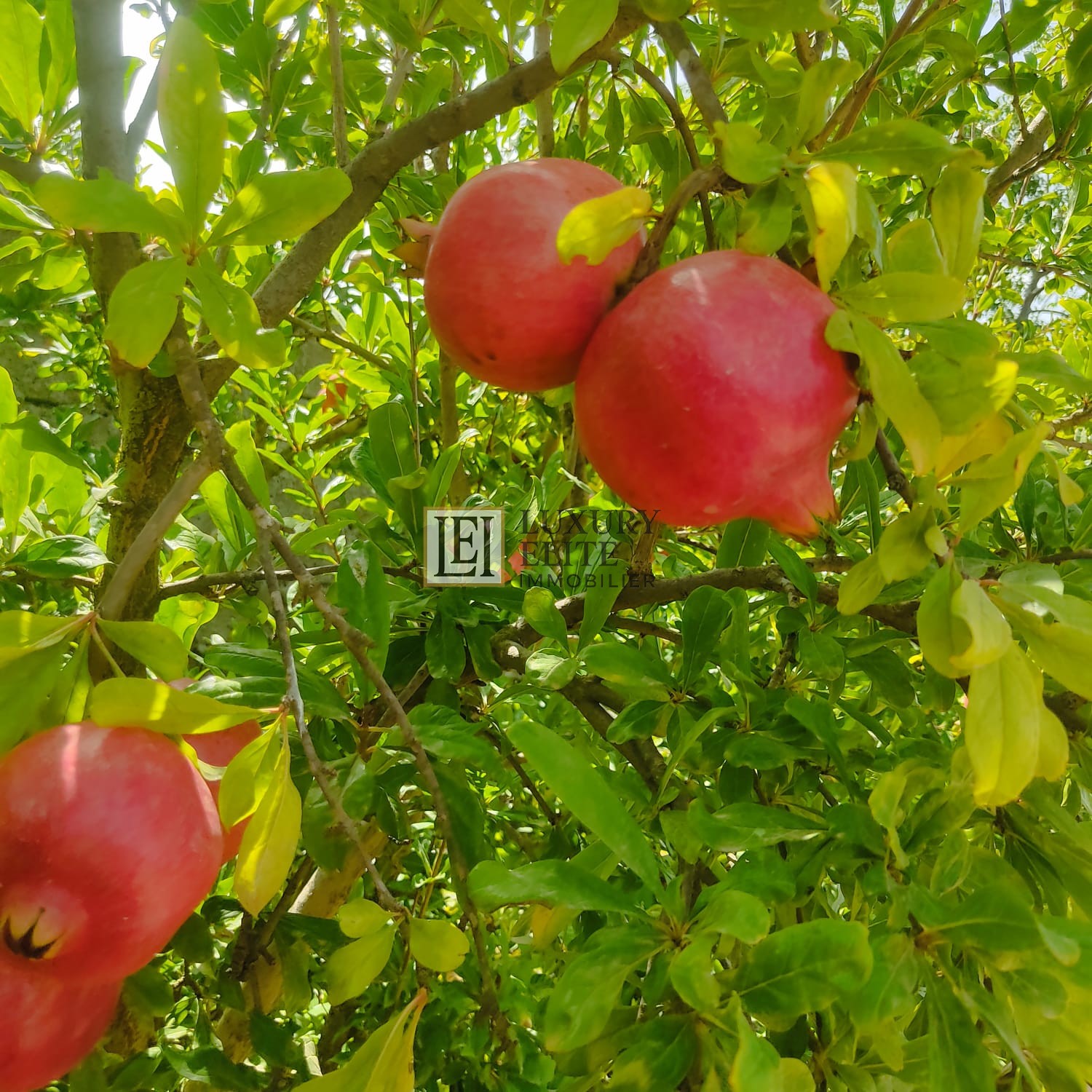 Takelsa Sidi Issa Terrain Terrain agricole Projet agricole 15 hecrtares takelsa