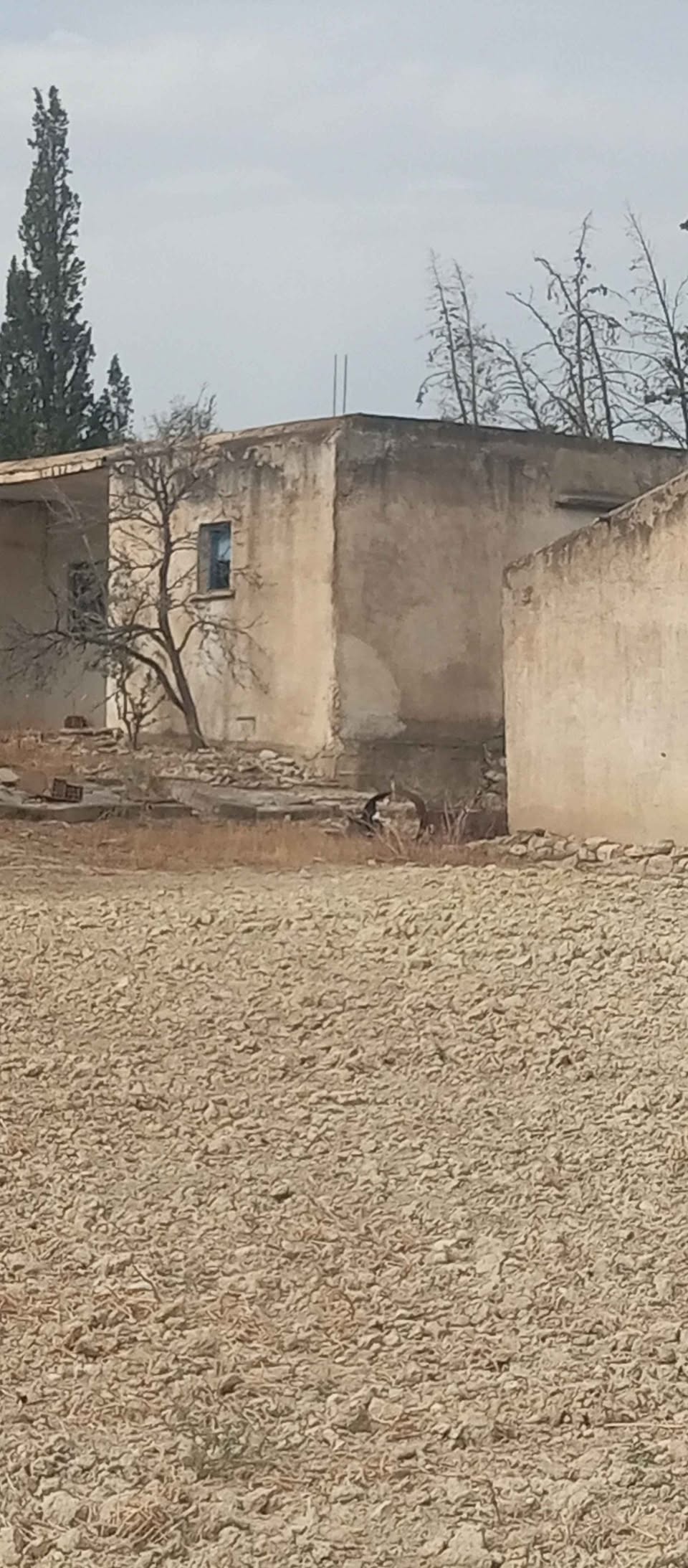 Mejez El Bab Sidi Mediene Terrain Terrain agricole Terrain au bord de route