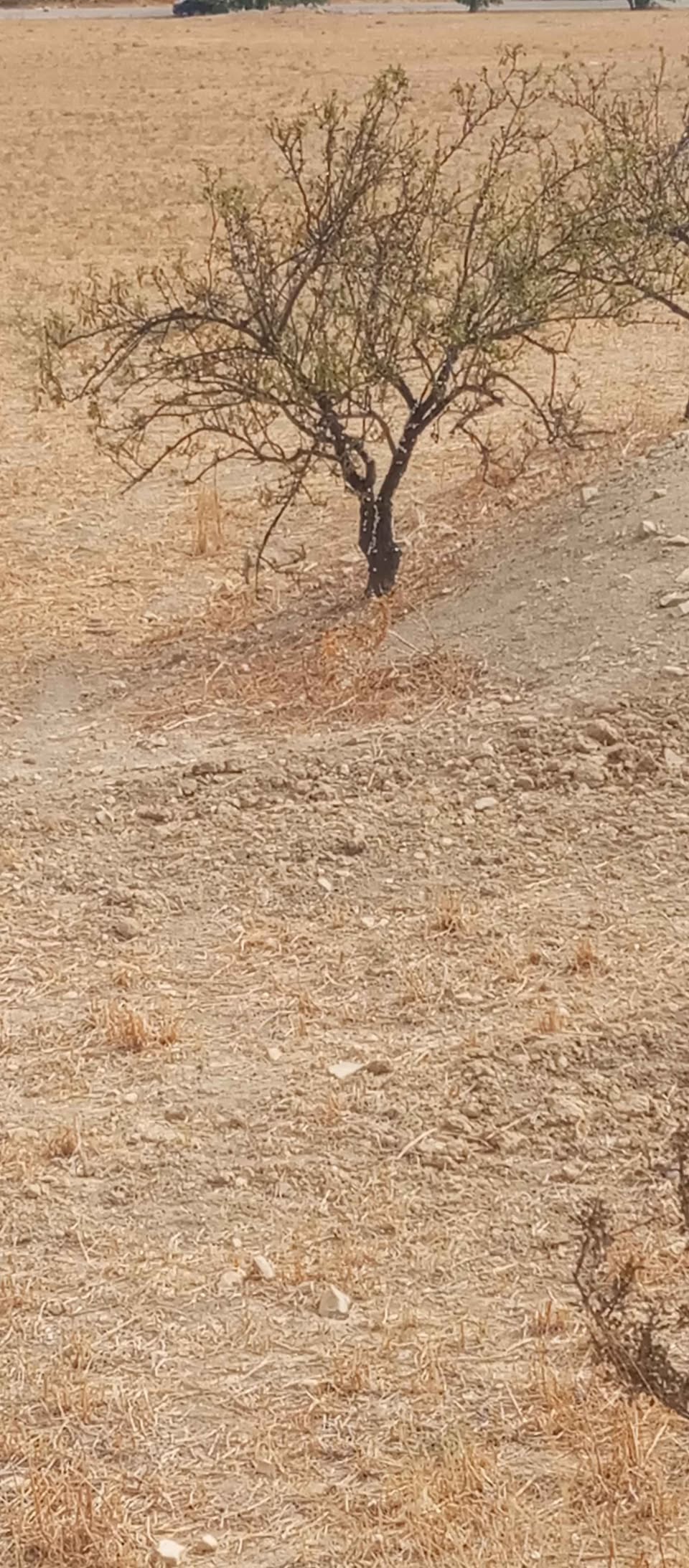 Mejez El Bab Sidi Mediene Terrain Terrain agricole Terrain au bord de route
