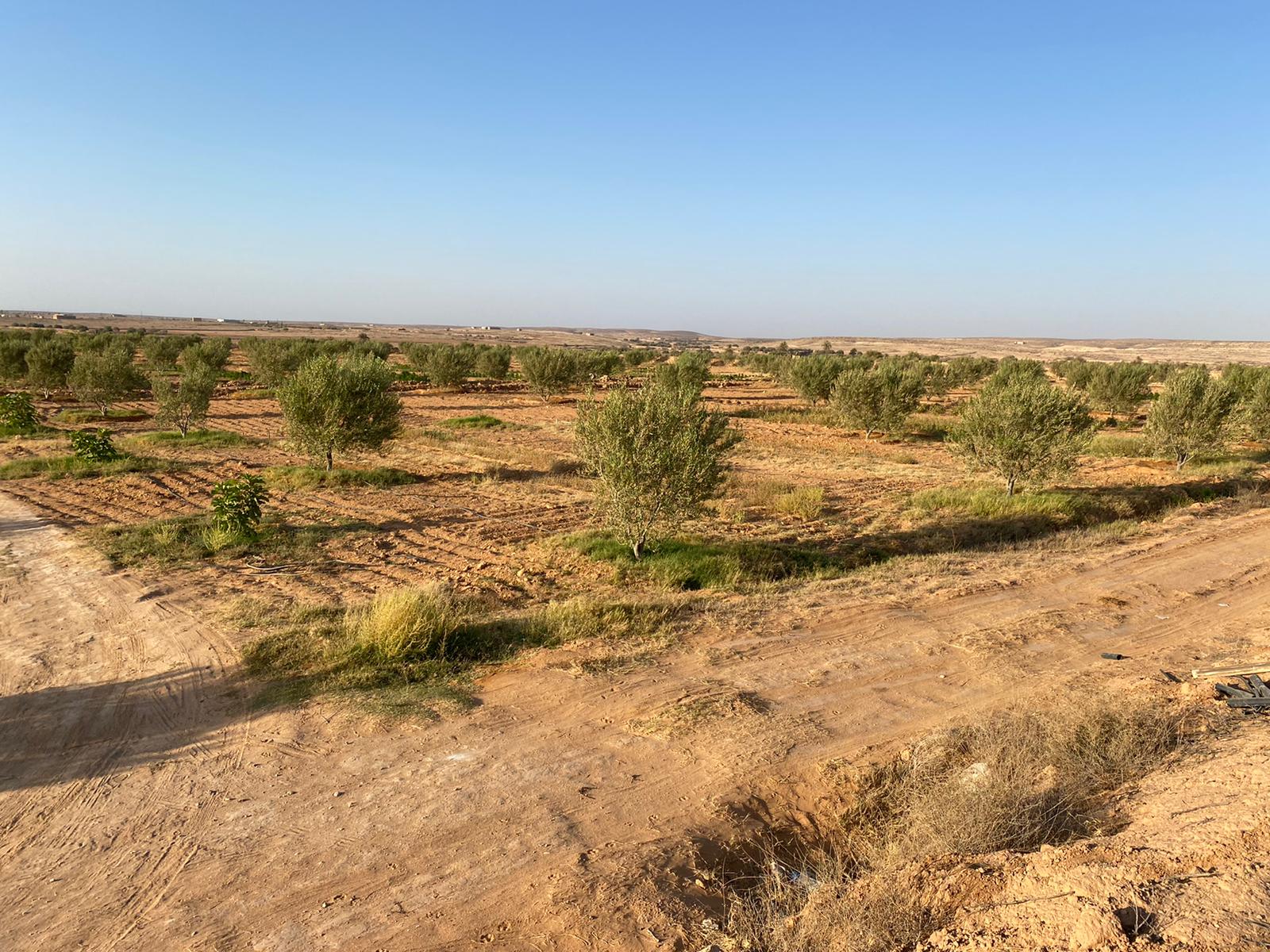 Matmata Matmata Terrain Terrain agricole Terrain oliveraie 13ha