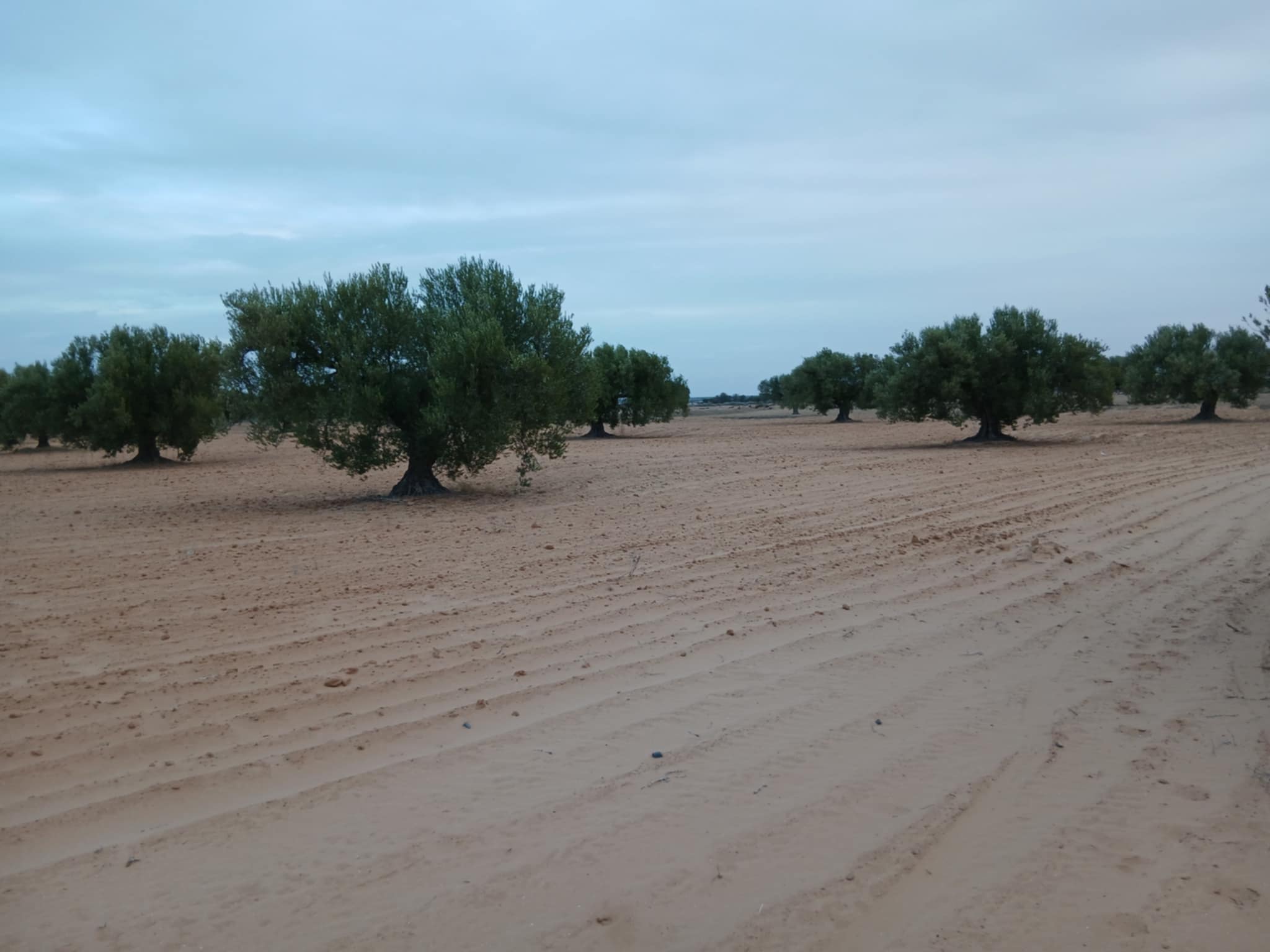 Sfax Sud Sidi Abbes Terrain Terrain agricole Terrain agricole  sfax