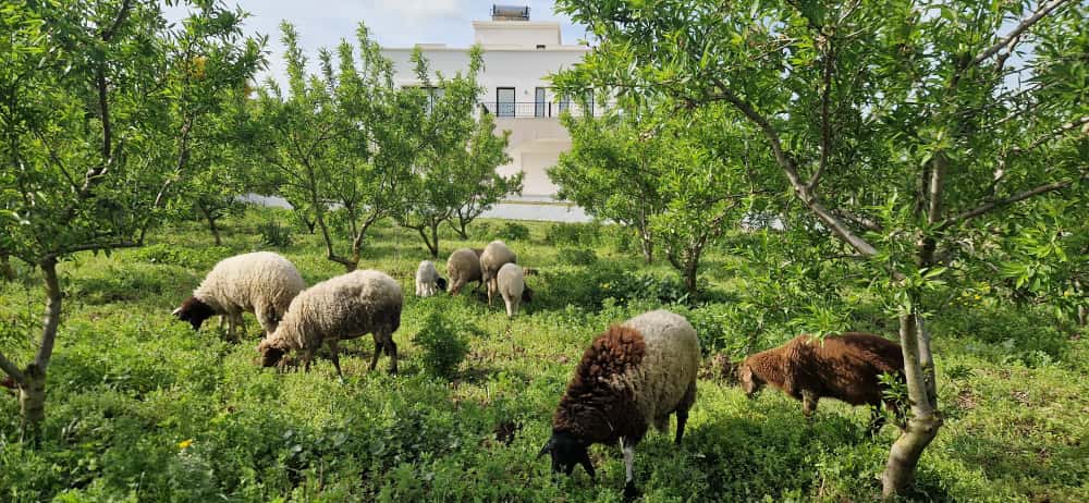 El Alia El Alia Vente Maisons Maison de 360 m au coeur d'une ferme de 2 hectares