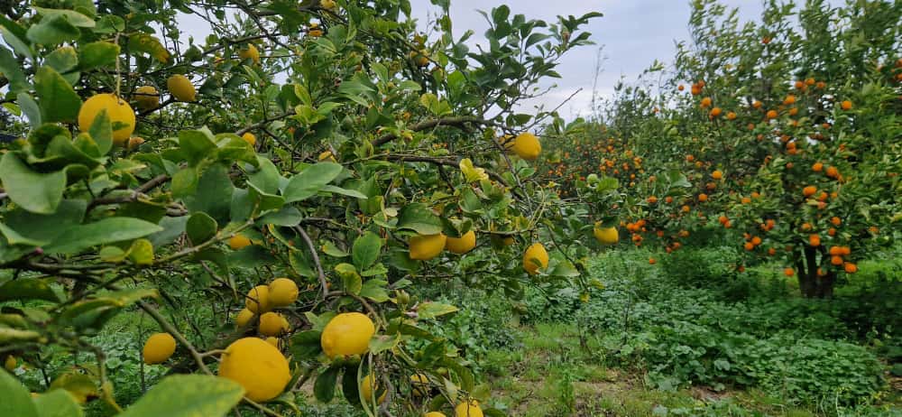 El Alia El Alia Vente Maisons Maison de 360 m au coeur d'une ferme de 2 hectares