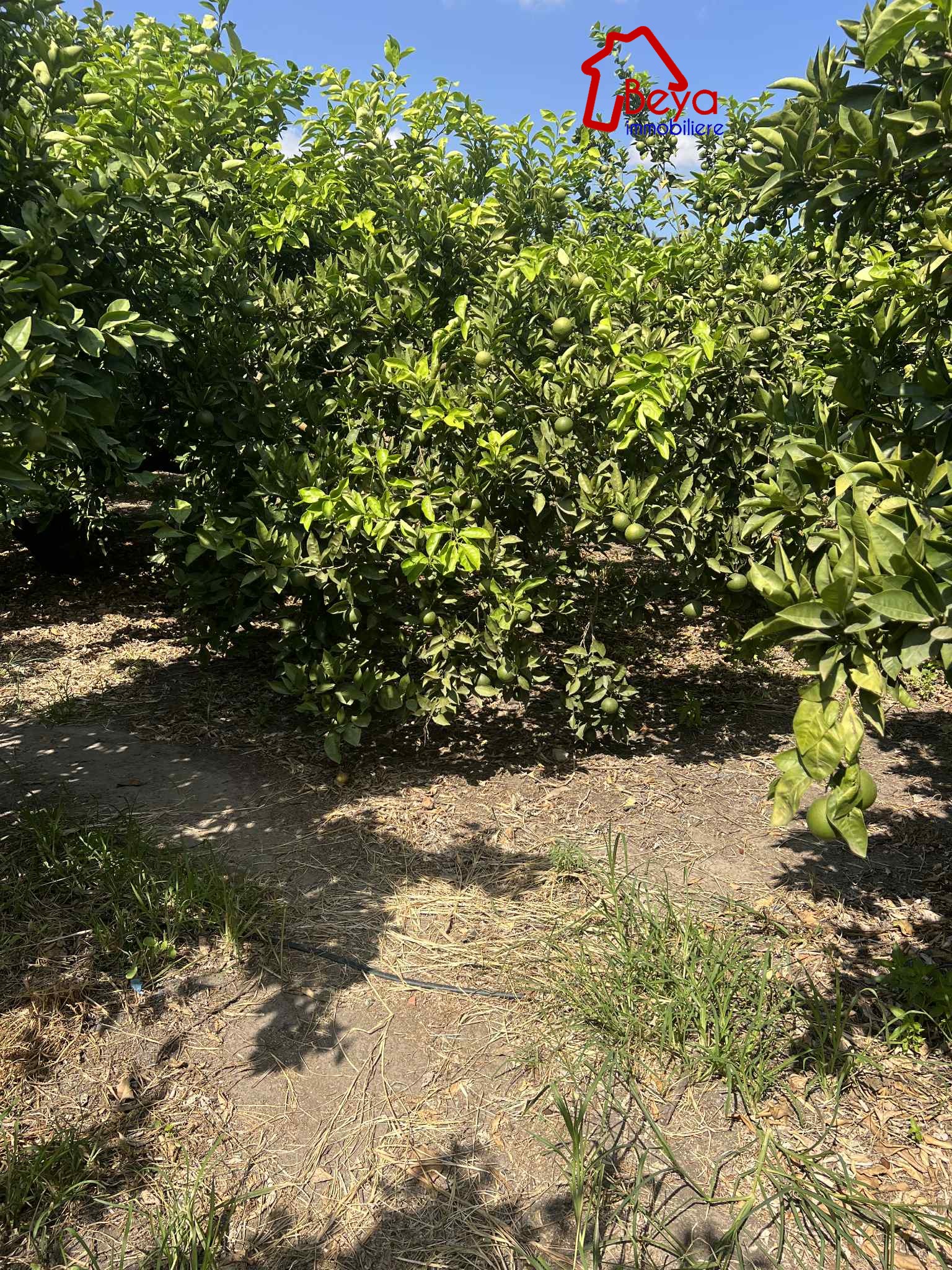 Beni Khalled Zaouiet Jedidi Terrain Terrain agricole Une ferme avec titre foncier