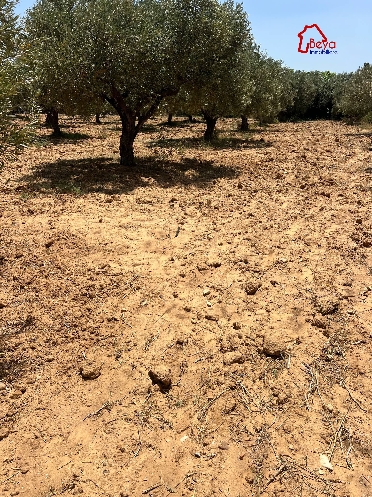 Beni Khiar Beni Khiar Terrain Terrain agricole Terrain dinata vtm066