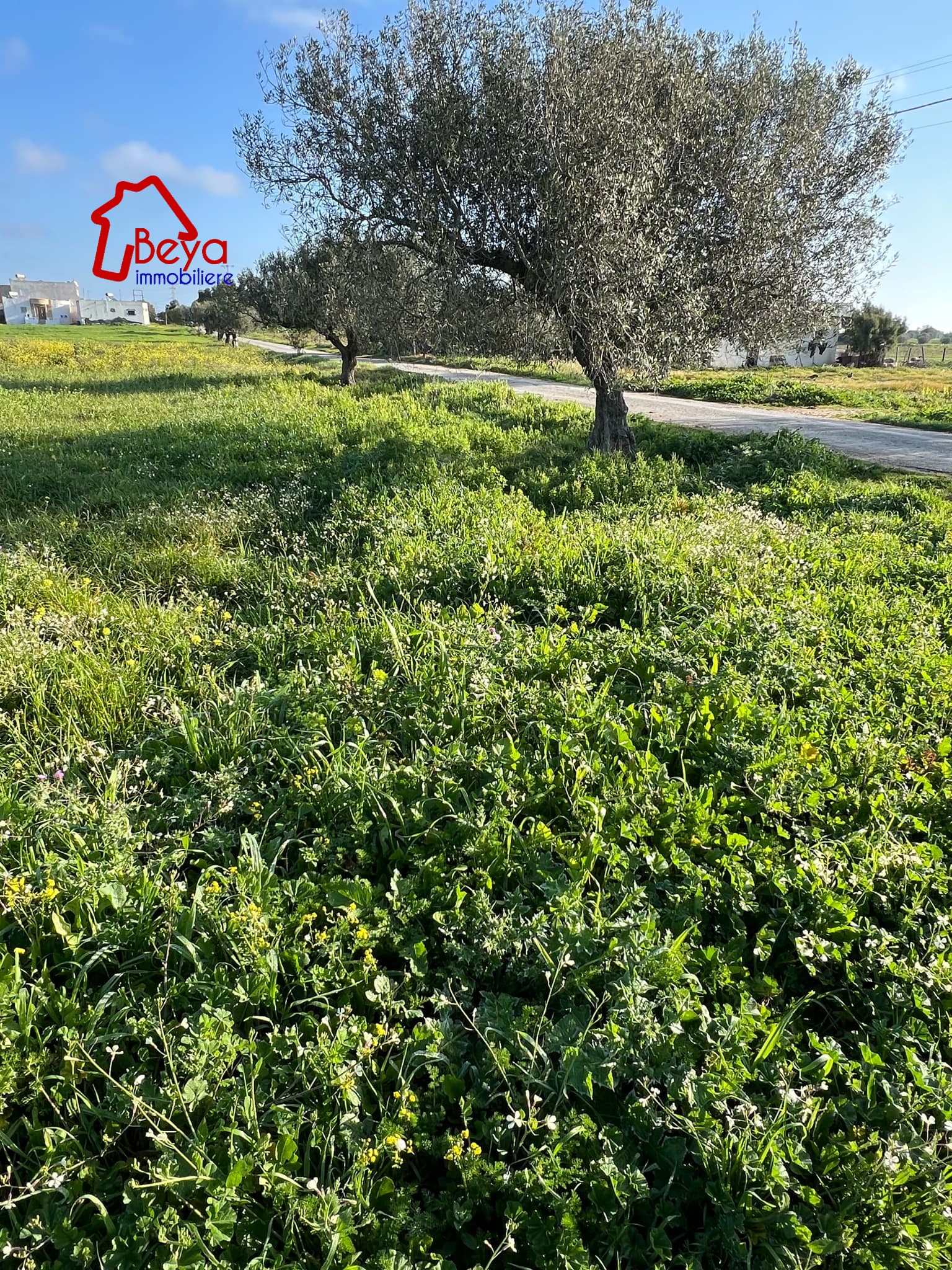 Dar Chaabane Elfehri El Frinine Terrain Terrain agricole Terrain fatima vtm013