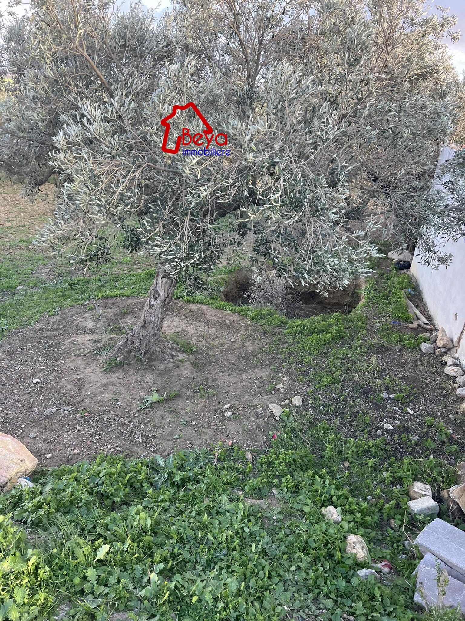 Hammamet Sidi Jedidi Terrain Terrain agricole Terrain molka vtn017