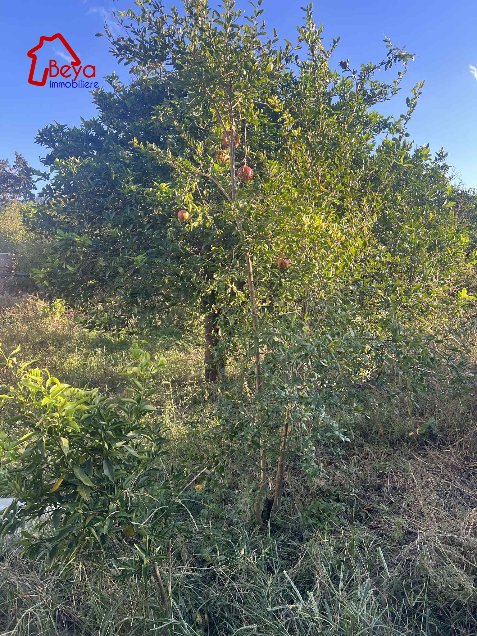 Menzel Bouzelfa Menzel Bouzelfa Terrain Terrain agricole 2 hectares avec agrumes oliviers et grenadiers