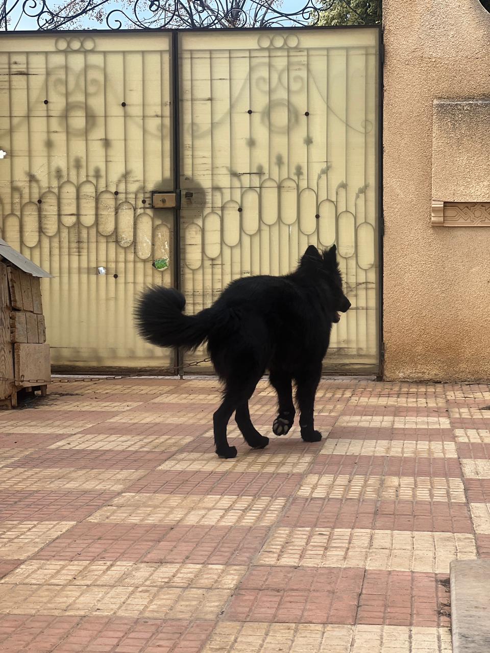 Tebourba&nbsp;Cite Route Chouigui&nbsp;Chiens&nbsp;Autre&nbsp;Berger allemand noir