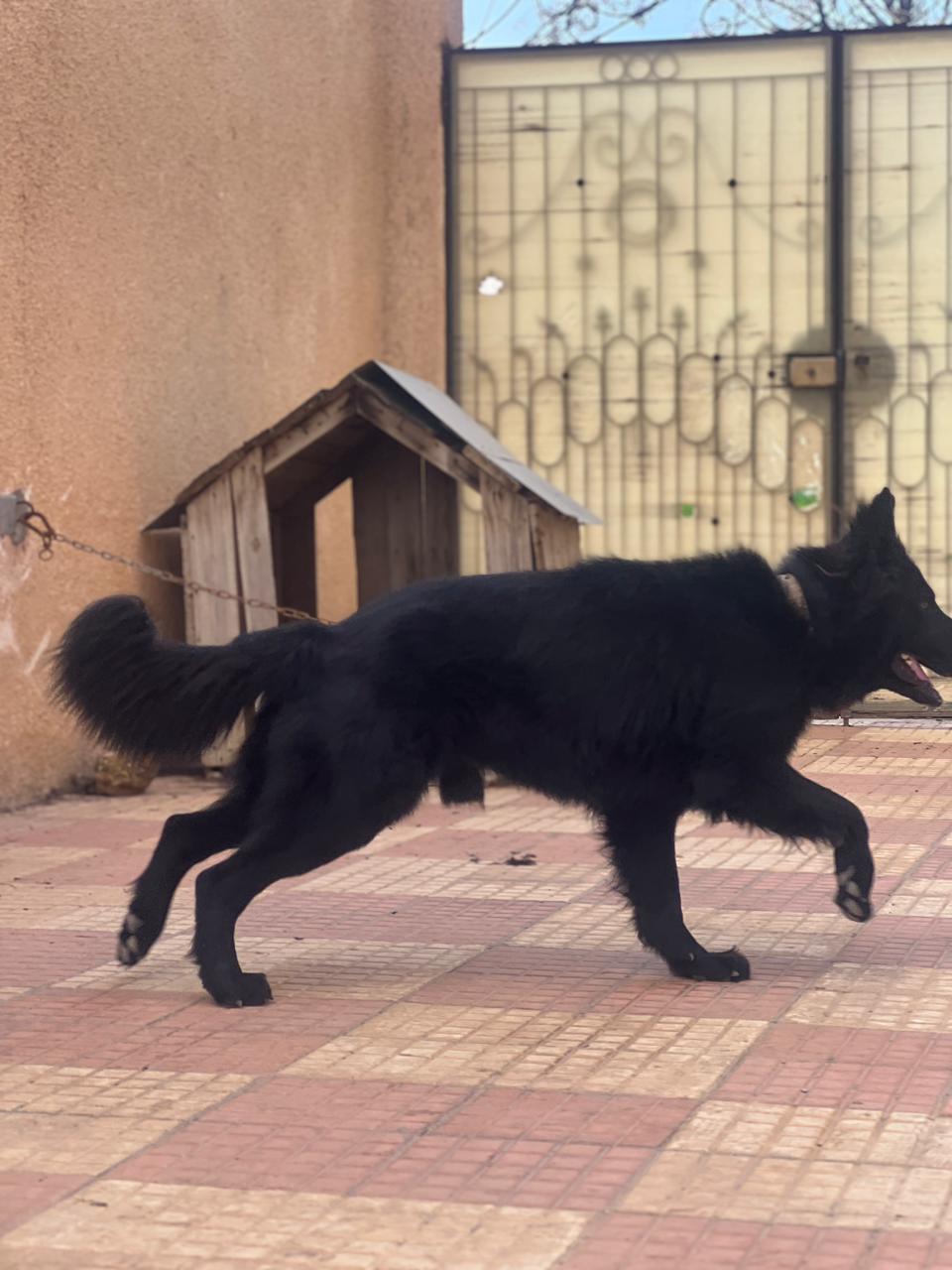Tebourba&nbsp;Cite Route Chouigui&nbsp;Chiens&nbsp;Autre&nbsp;Berger allemand noir