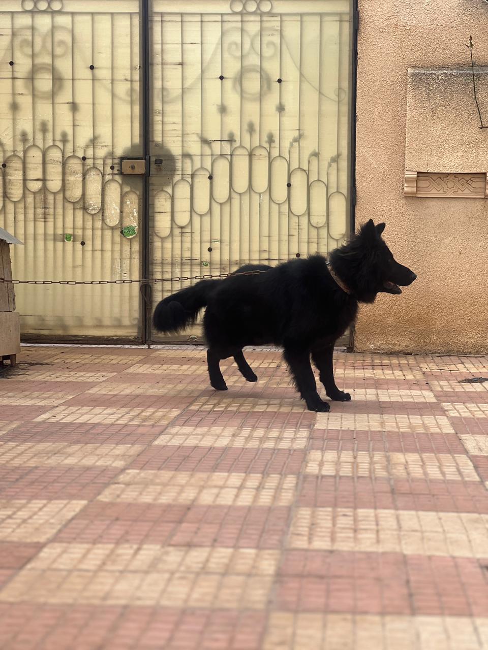 Tebourba&nbsp;Cite Route Chouigui&nbsp;Chiens&nbsp;Autre&nbsp;Berger allemand noir