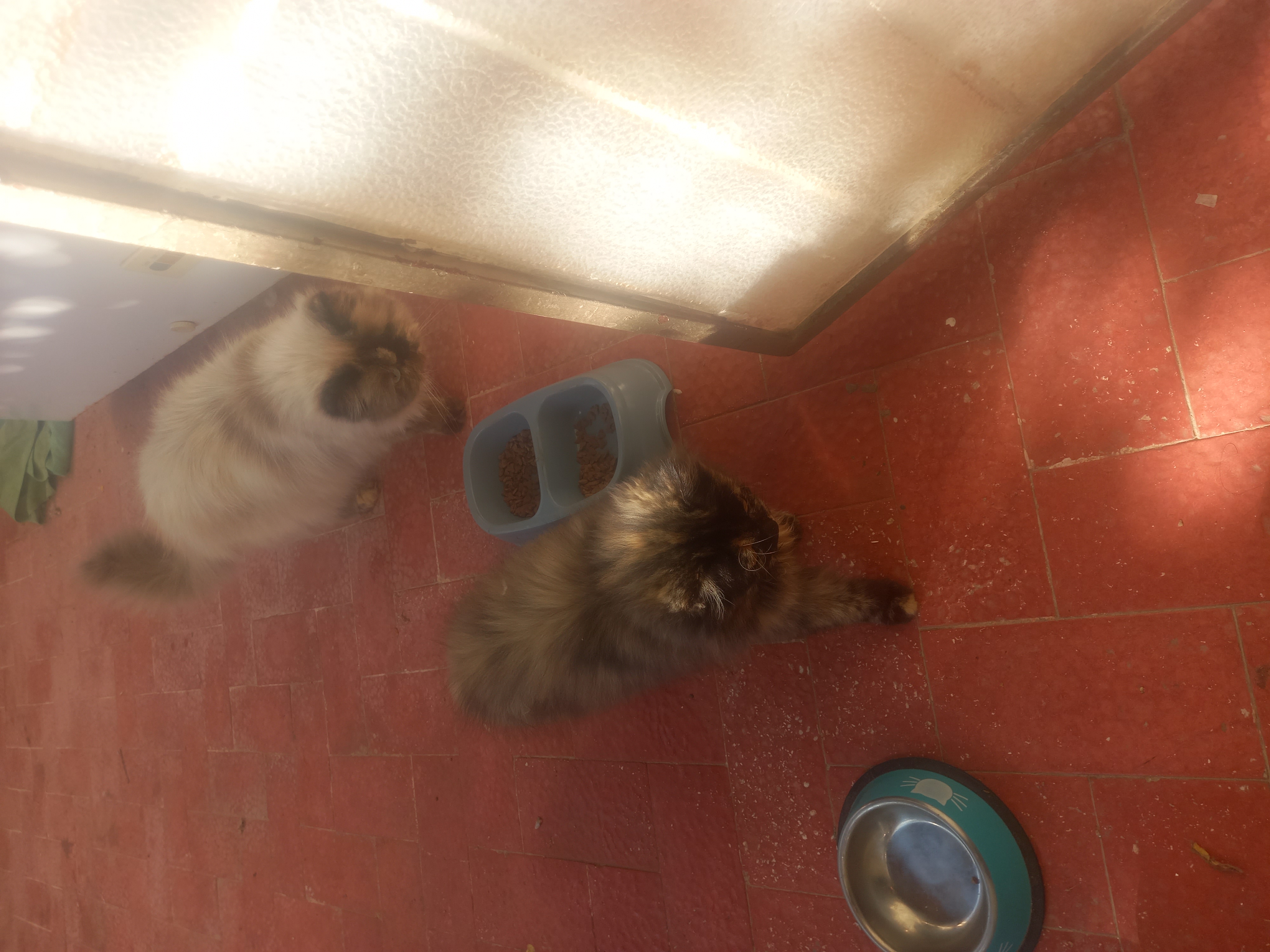 Sfax Ville&nbsp;Sfax&nbsp;Chats&nbsp;Autre&nbsp;Chat persan