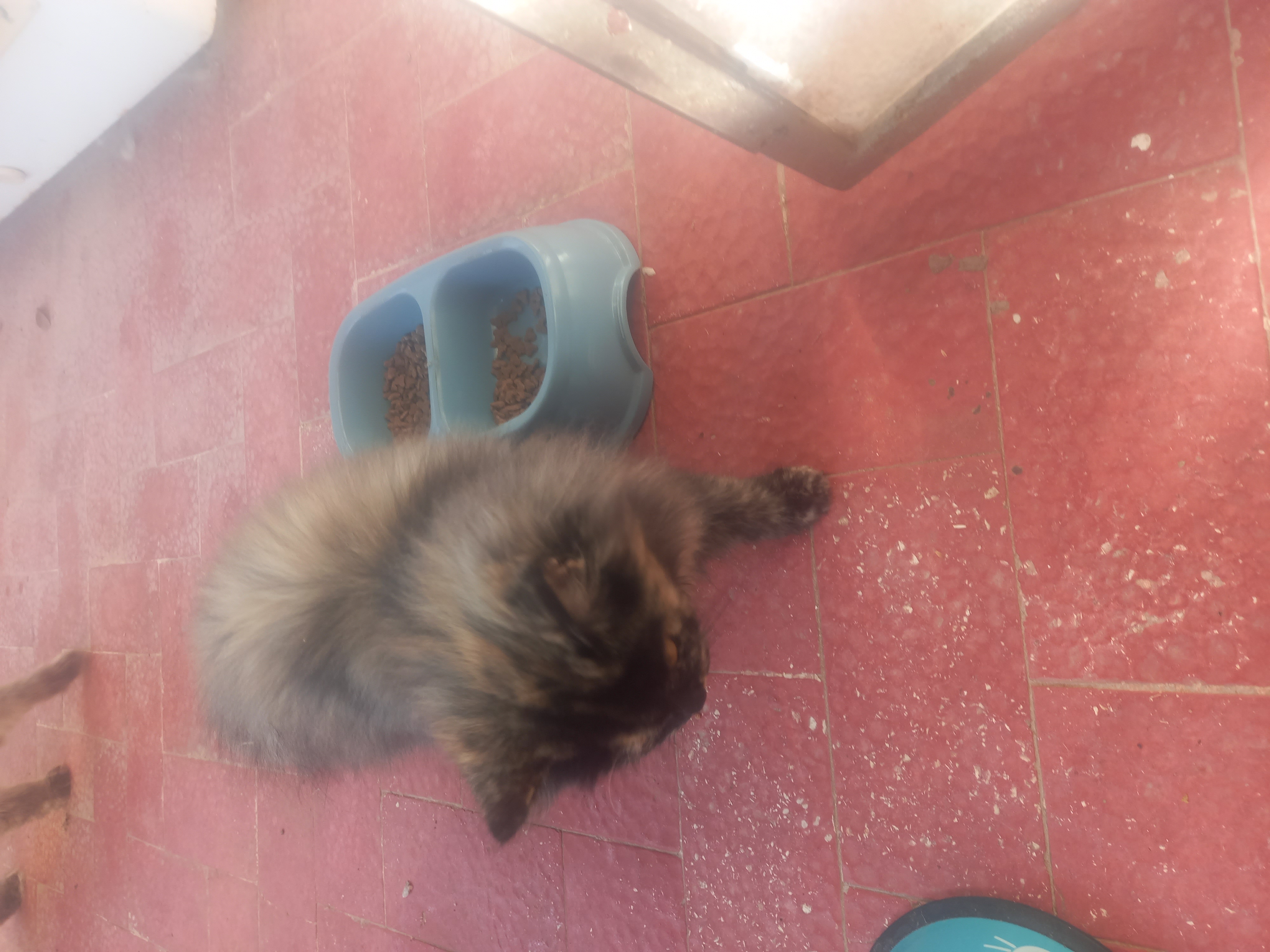 Sfax Ville&nbsp;Sfax&nbsp;Chats&nbsp;Autre&nbsp;Chat persan