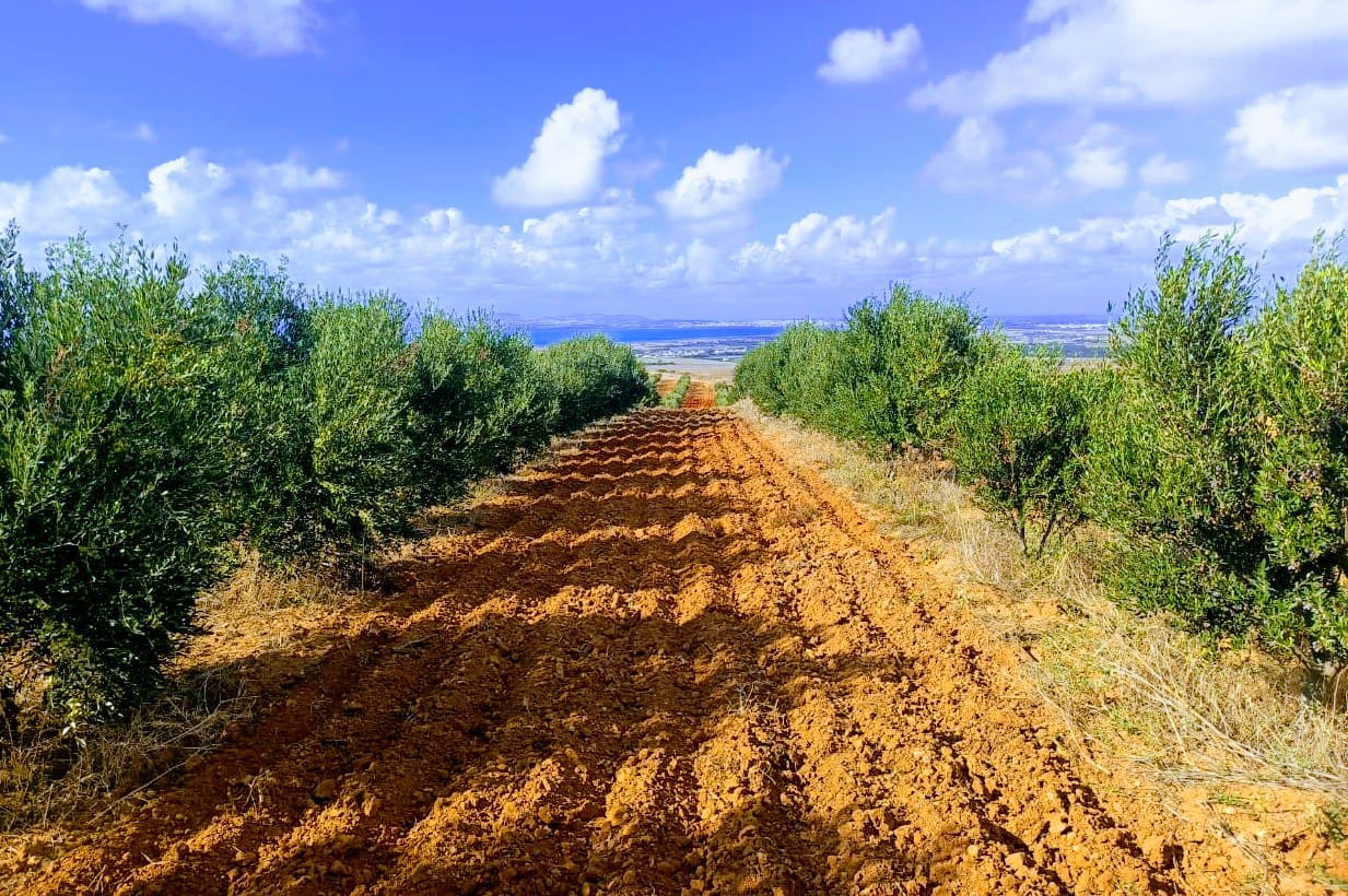 El Alia&nbsp;El Alia&nbsp;Terrain&nbsp;Terrain agricole&nbsp;Ferme 300 hectares bizerte