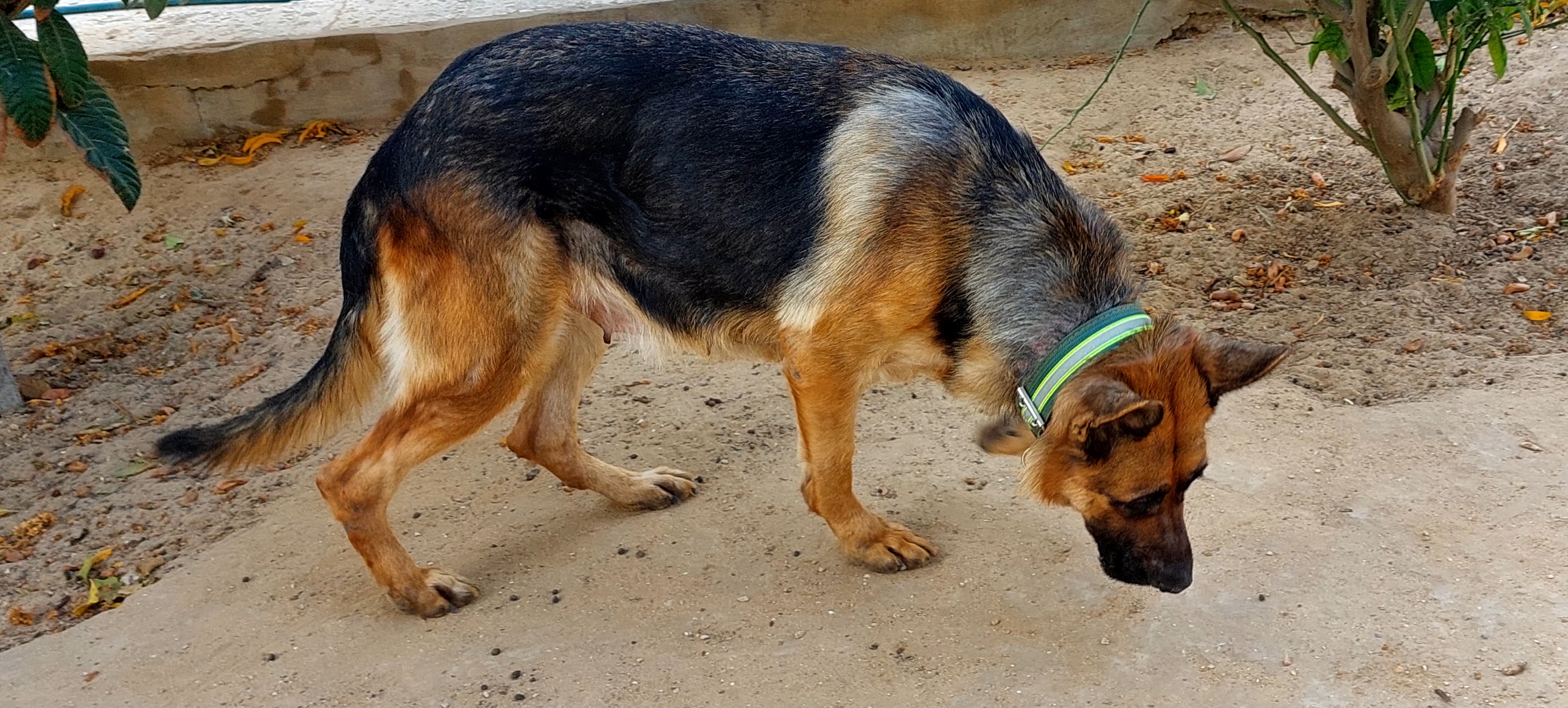 Sousse Jaouhara Sahloul Chiens Autre Couple de chiens de garde berger allemand purerace