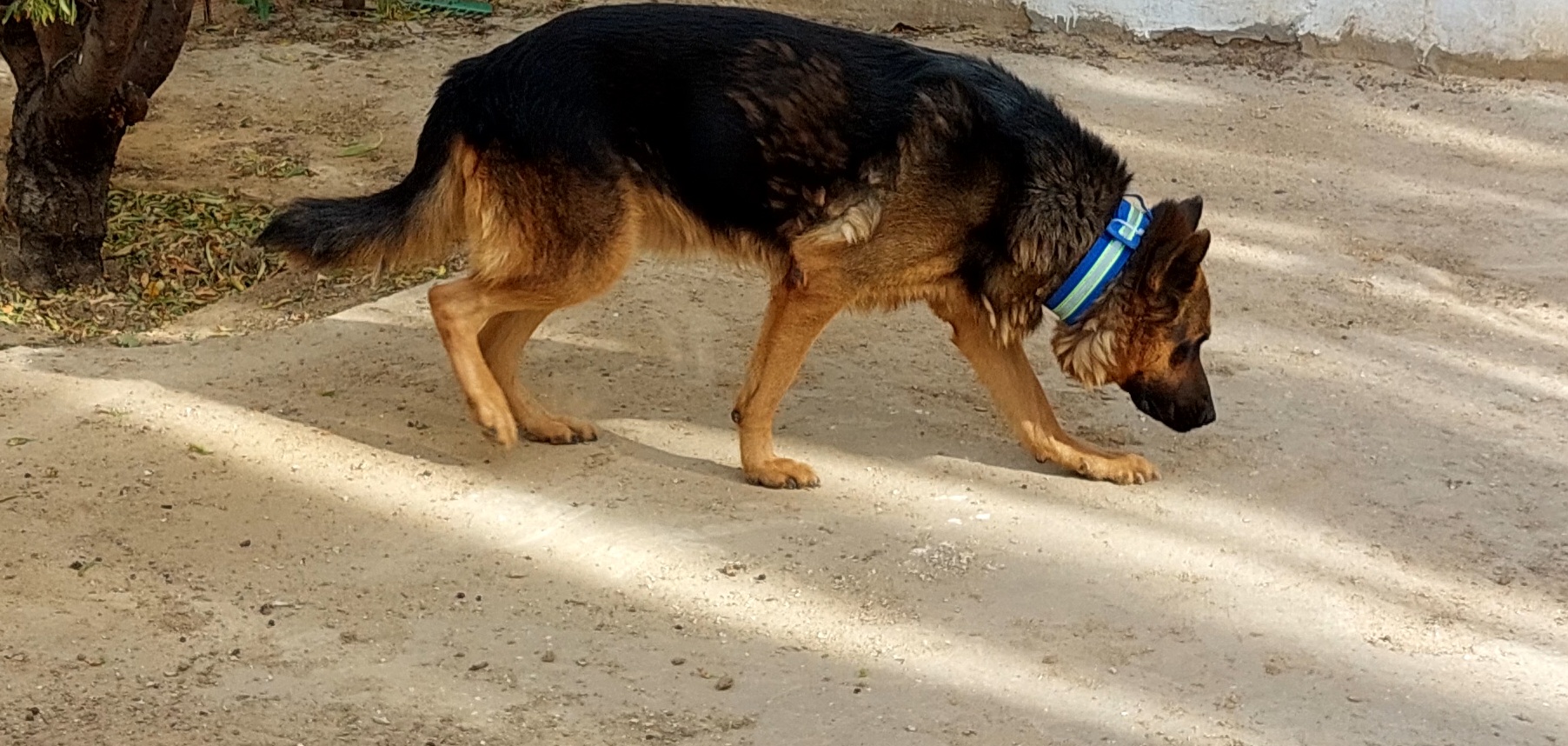Sousse Jaouhara Sahloul Chiens Autre Couple de chiens de garde berger allemand purerace
