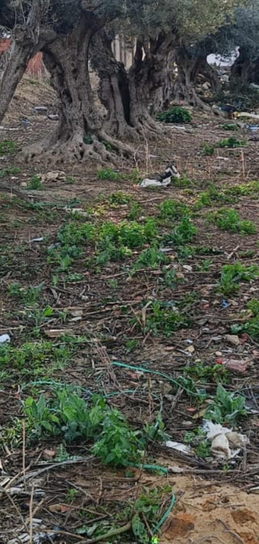 Menzel Jemil&nbsp;Menzel Abderrahman&nbsp;Terrain&nbsp;Terrain agricole&nbsp;Terrain agricole