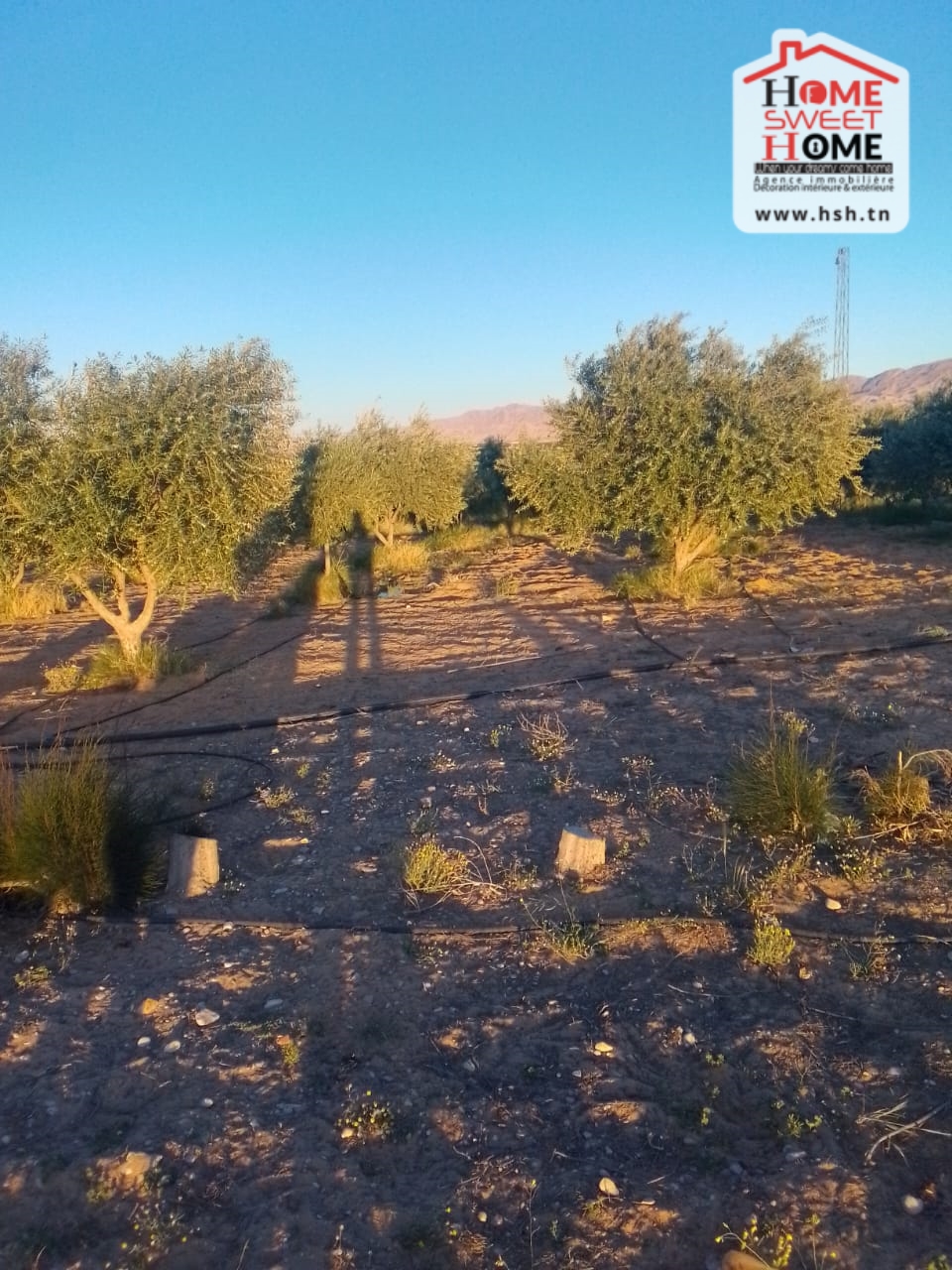 Gafsa Nord Echabiba Terrain Terrain agricole Terrain agricole essaei  gafsa