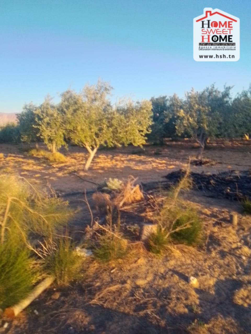 Gafsa Nord Echabiba Terrain Terrain agricole Terrain agricole essaei  gafsa