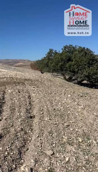 Teboursouk Teboursouk Terrain Terrain agricole Terrain agricole valterra  tboursouk