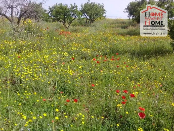 Mannouba La Mannouba Terrain Terrain agricole Terrain agricole arva  borj el amri