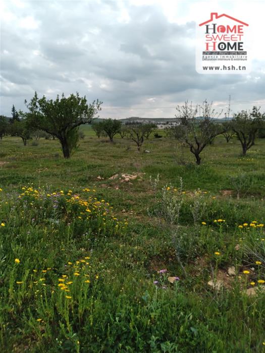 Mannouba La Mannouba Terrain Terrain agricole Terrain agricole arva  borj el amri