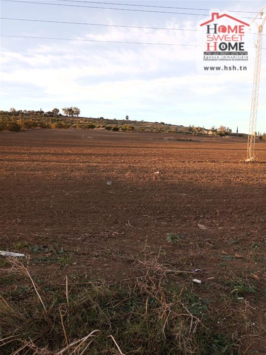 Mejez El Bab Mejez El Bab Terrain Terrain agricole Terrain agricole amandor  mjez el beb