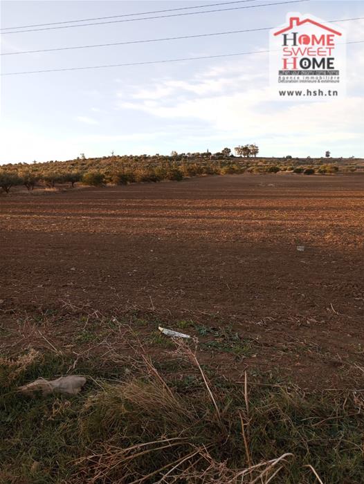 Mejez El Bab Mejez El Bab Terrain Terrain agricole Terrain agricole amandor  mjez el beb