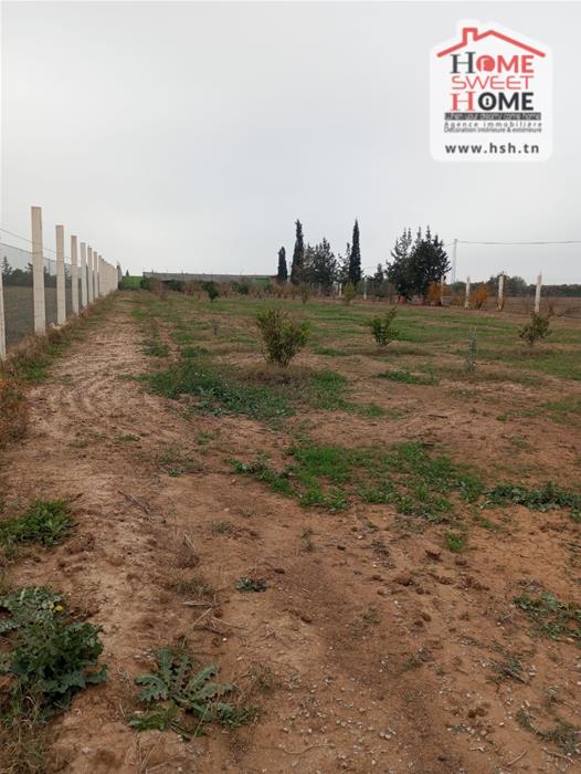 Mejez El Bab Mejez El Bab Terrain Terrain agricole Terrain agricole agrumia  mjez el beb