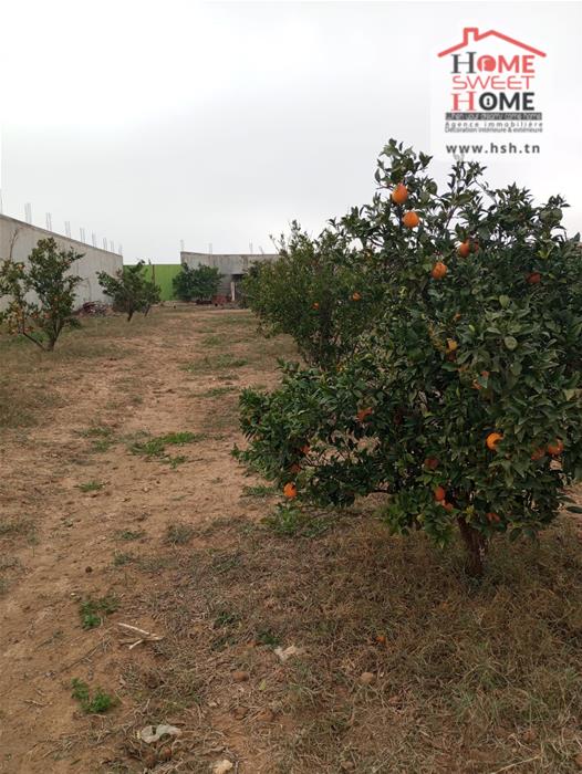 Mejez El Bab Mejez El Bab Terrain Terrain agricole Terrain agricole agrumia  mjez el beb