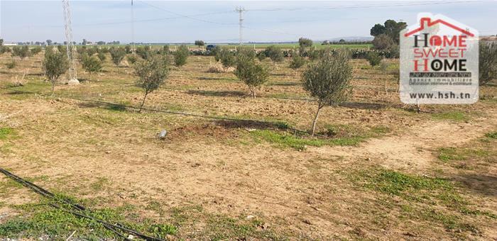 Mejez El Bab&nbsp;Mejez El Bab&nbsp;Terrain&nbsp;Terrain agricole&nbsp;Terrain agricole sana � mjez beb