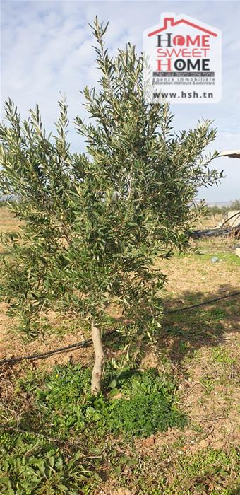 Mejez El Bab&nbsp;Mejez El Bab&nbsp;Terrain&nbsp;Terrain agricole&nbsp;Terrain agricole sana � mjez beb