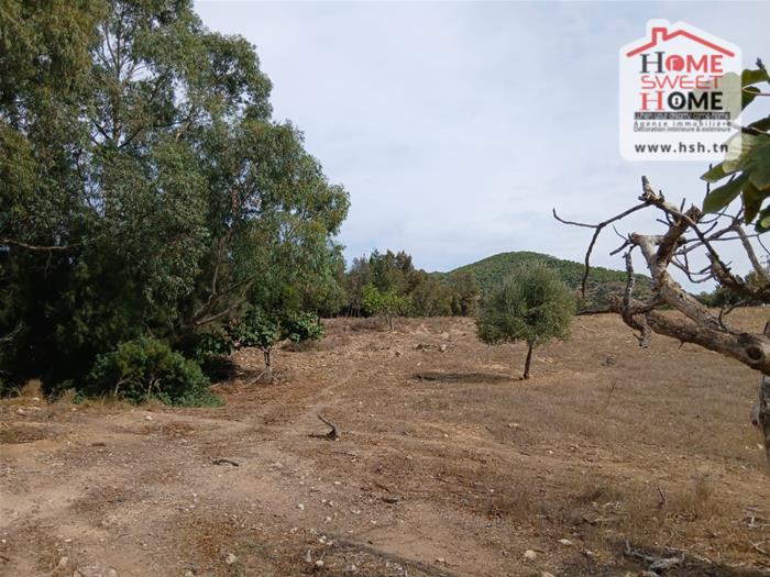 Mornag&nbsp;Mornag&nbsp;Terrain&nbsp;Terrain agricole&nbsp;Terrain agricole morel � mornag