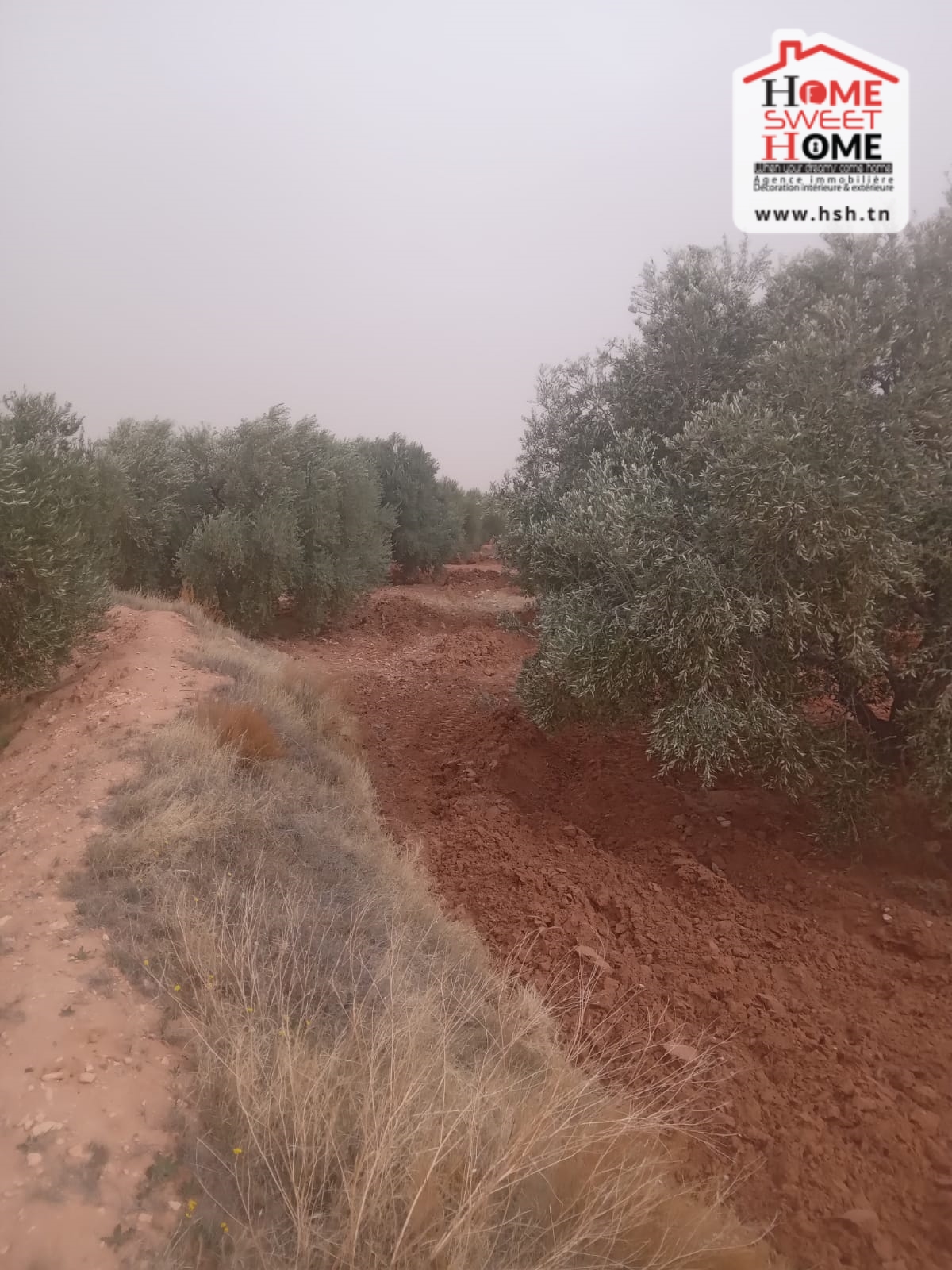 Sidi Aich&nbsp;Sidi Aich&nbsp;Terrain&nbsp;Terrain agricole&nbsp;Terrain agricole ryann � sidi aich