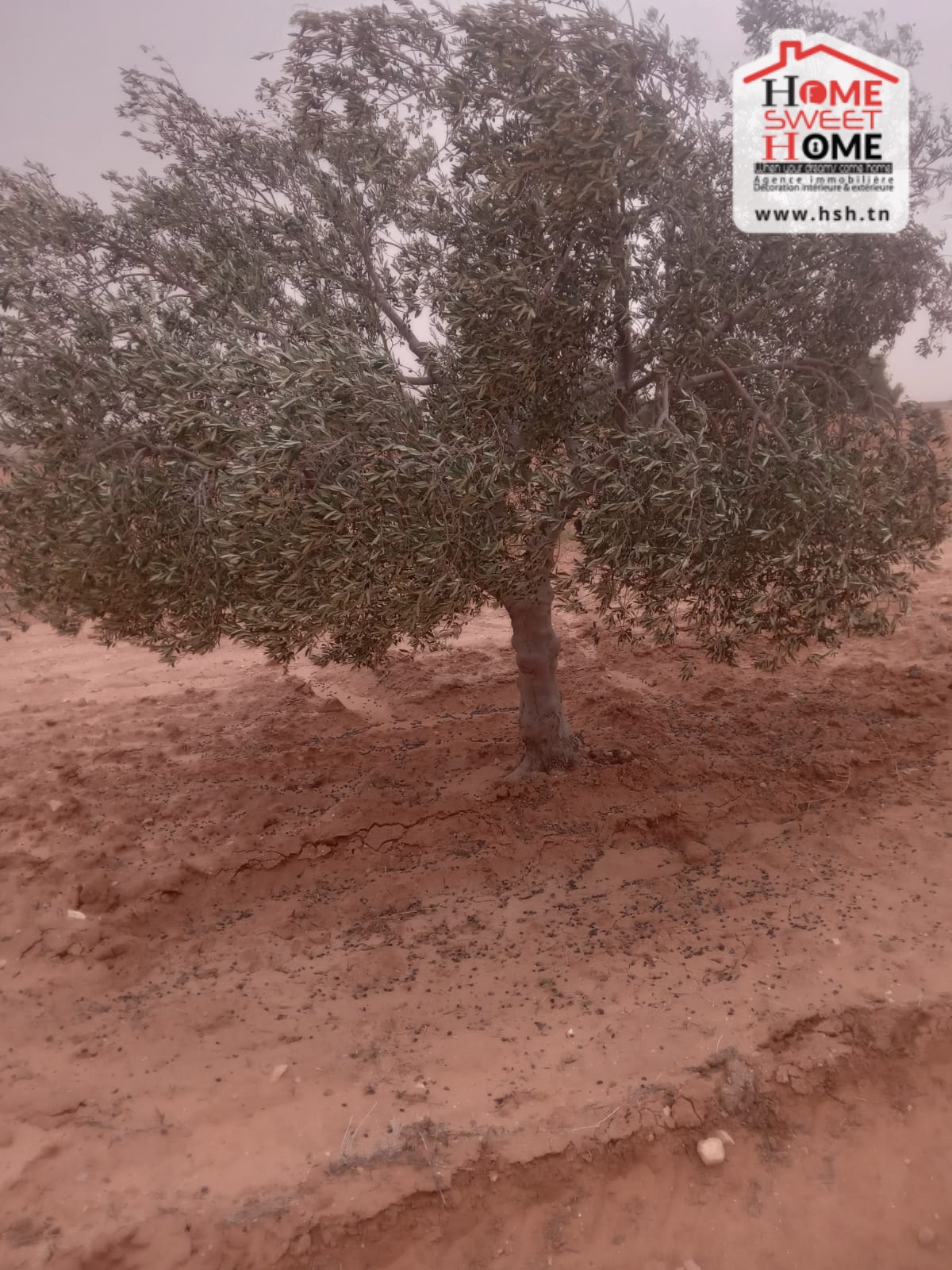 Sidi Aich&nbsp;Sidi Aich&nbsp;Terrain&nbsp;Terrain agricole&nbsp;Terrain agricole ryann � sidi aich