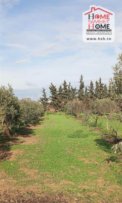 Mornaguia&nbsp;Mornaguia&nbsp;Terrain&nbsp;Terrain agricole&nbsp;Terrain agricole nectar � mornaguia