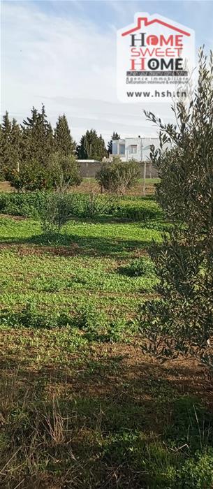 Mornaguia&nbsp;Mornaguia&nbsp;Terrain&nbsp;Terrain agricole&nbsp;Terrain agricole nectar � mornaguia