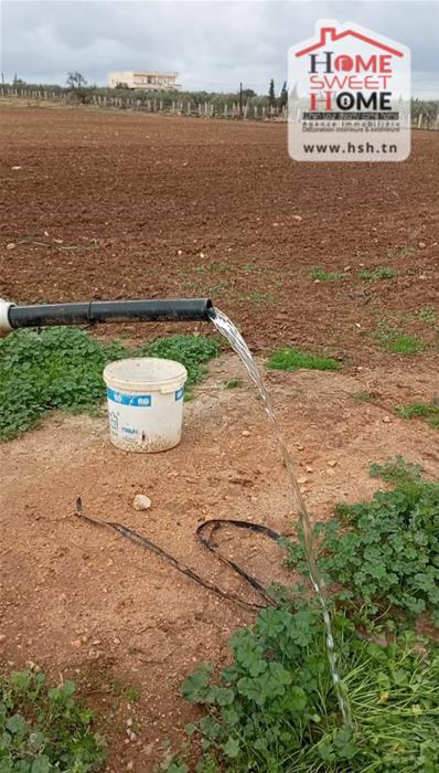 Borj El Amri&nbsp;Borj El Amri&nbsp;Terrain&nbsp;Terrain agricole&nbsp;Terrain agricole zoliva � borj el amri