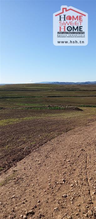 Mejez El Bab&nbsp;Mejez El Bab&nbsp;Terrain&nbsp;Terrain agricole&nbsp;Terrain agricole viridis � mjez el beb