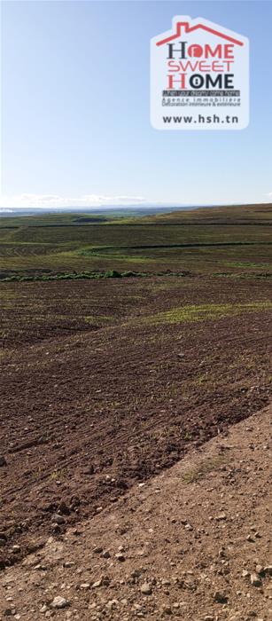 Mejez El Bab&nbsp;Mejez El Bab&nbsp;Terrain&nbsp;Terrain agricole&nbsp;Terrain agricole viridis � mjez el beb