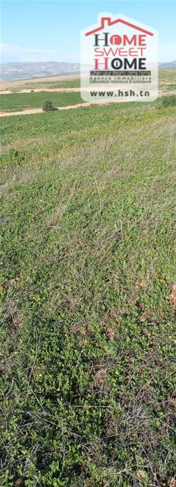 Mejez El Bab&nbsp;Mejez El Bab&nbsp;Terrain&nbsp;Terrain agricole&nbsp;Terrain agricole viridis � mjez el beb