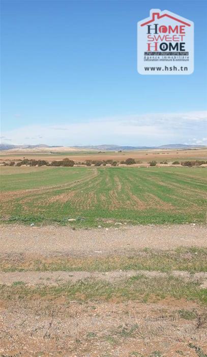 Mejez El Bab&nbsp;Mejez El Bab&nbsp;Terrain&nbsp;Terrain agricole&nbsp;Terrain agricole ardena � mjez el beb