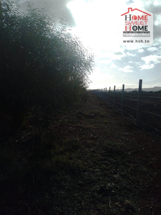 Borj El Amri&nbsp;Borj El Amri&nbsp;Terrain&nbsp;Terrain agricole&nbsp;Terrain agricole solvia � borj el amri