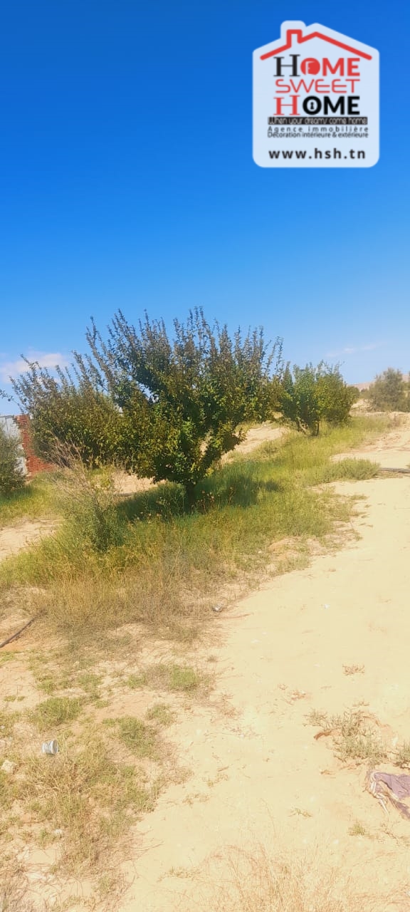 Gafsa Nord&nbsp;Ouled Zid&nbsp;Terrain&nbsp;Terrain agricole&nbsp;Terrain agricole prairie � feriana