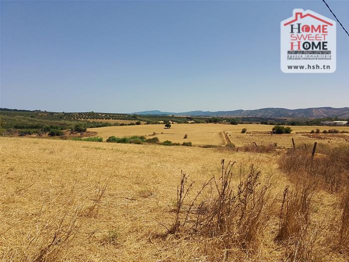 Menzel Bouzelfa&nbsp;Menzel Bouzelfa&nbsp;Terrain&nbsp;Terrain agricole&nbsp;Terrain agricole armani � manzel bouzelfa