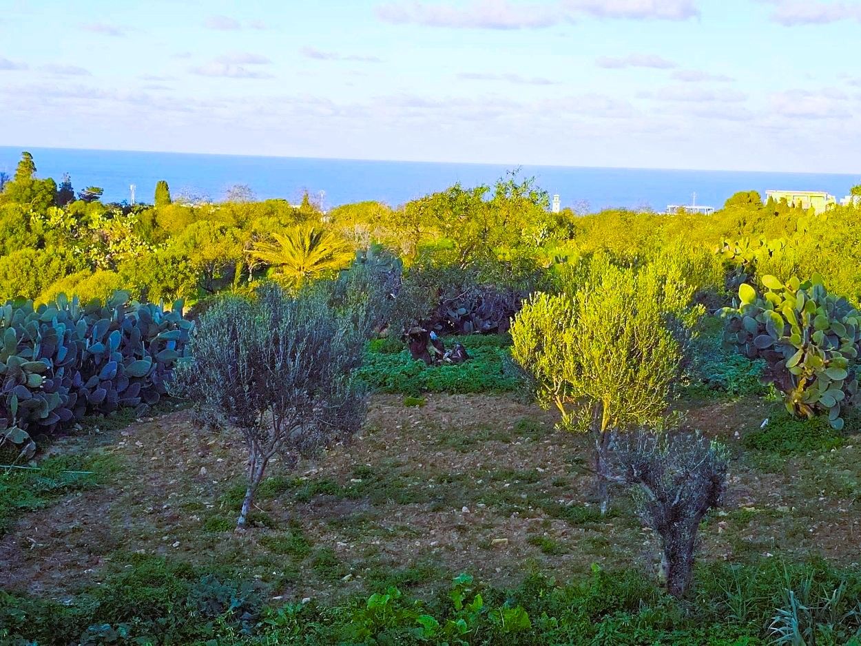 Ras Jebel&nbsp;Rafraf&nbsp;Terrain&nbsp;Terrain nu&nbsp;Terrain 972 m2 � rafraf sounine